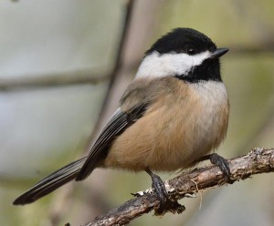 black-capped-chickadee-16_l