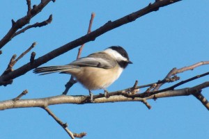black-capped-chickadee-17_l