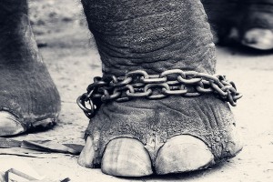 chained_l