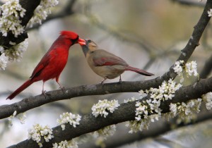 loves-old-sweet-song_l