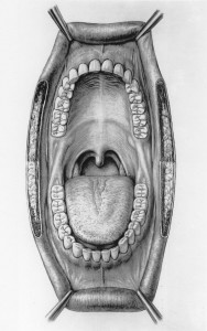mouth-illustration-otis-archives_l