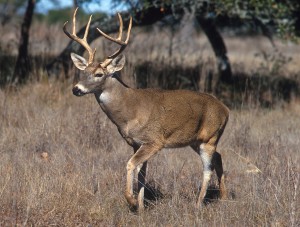 white-tailed-deer