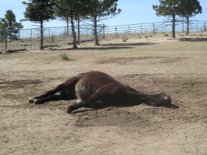 Boaz, ranch 007