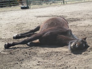 Boaz, ranch 008