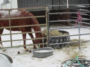 indoor arena session, birdfeeders, snow 026